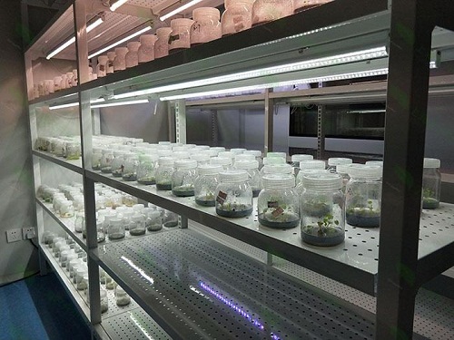 上海植物组织培养实验室设计建设方案